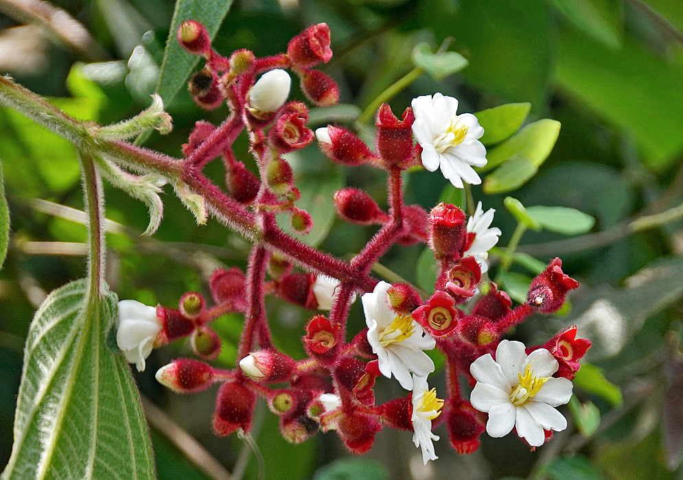 Beautiful hairy dark red Miconia umbellata inflorescence with white flowers and yellow stamens