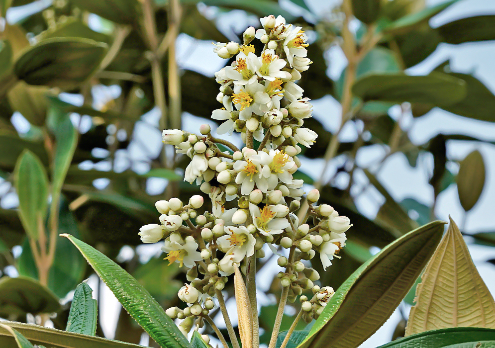 Miconia versicolor inflorescence with white flowers