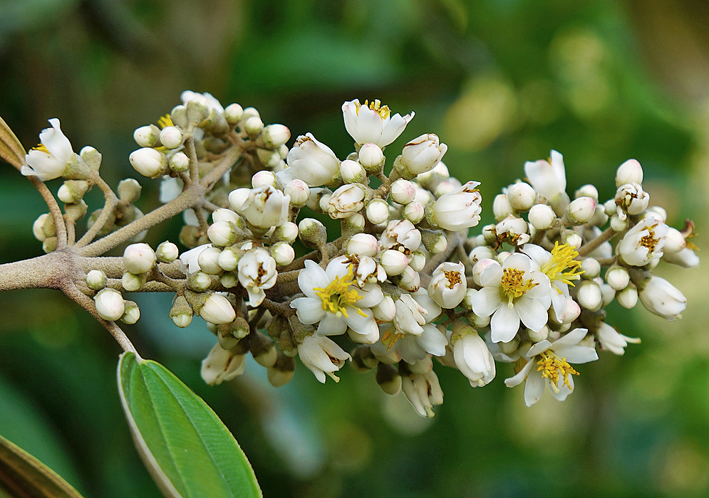 Miconia versicolor white flowers with yellow anthers