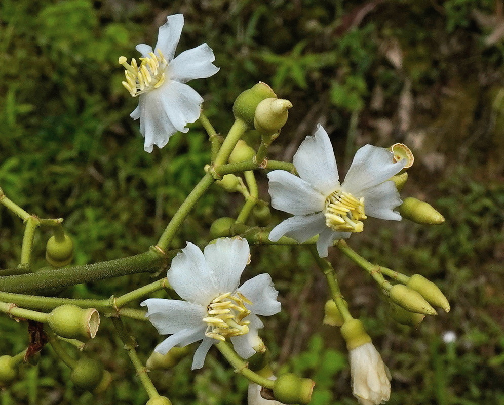 White Miconia blossoms photographed in southern Colombia