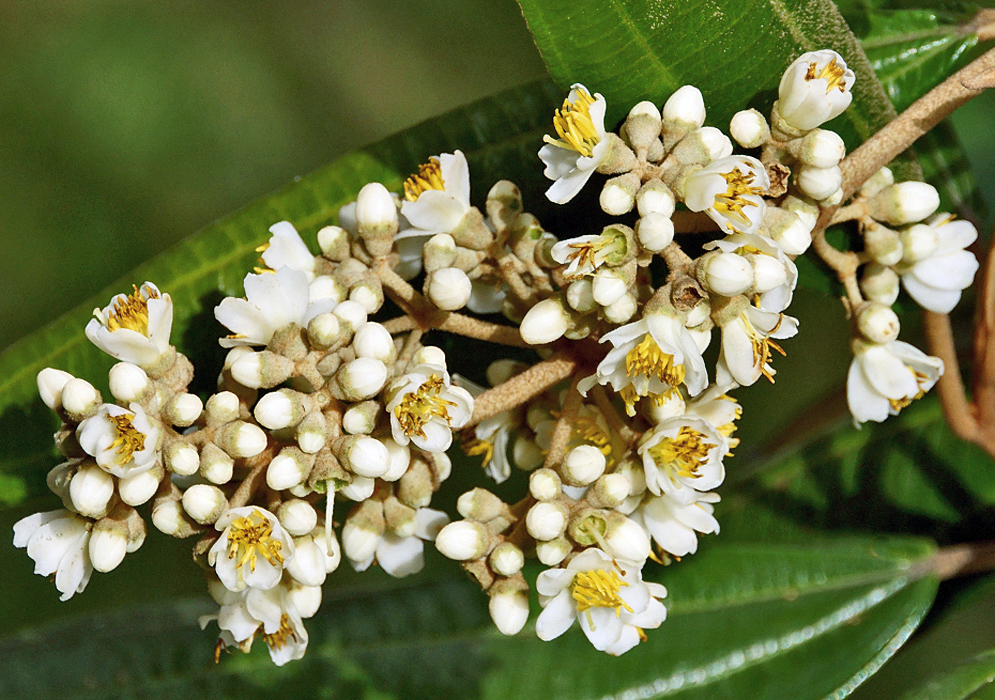 A Miconia versicolor inflorescence with white flowers and yellow stamens