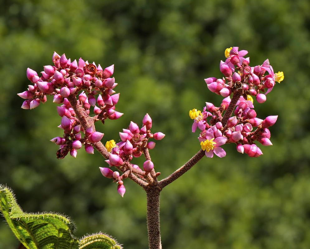 Pink Miconia xalapensis buds and small pink flowers with yellow centres form dense branching clusters