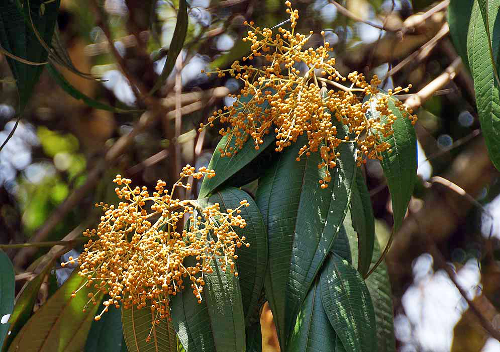 Miconia dolichorrhyncha inflorescence with yellow fruit