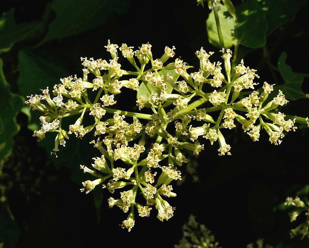 Mikania micrantha plant habit and foliage