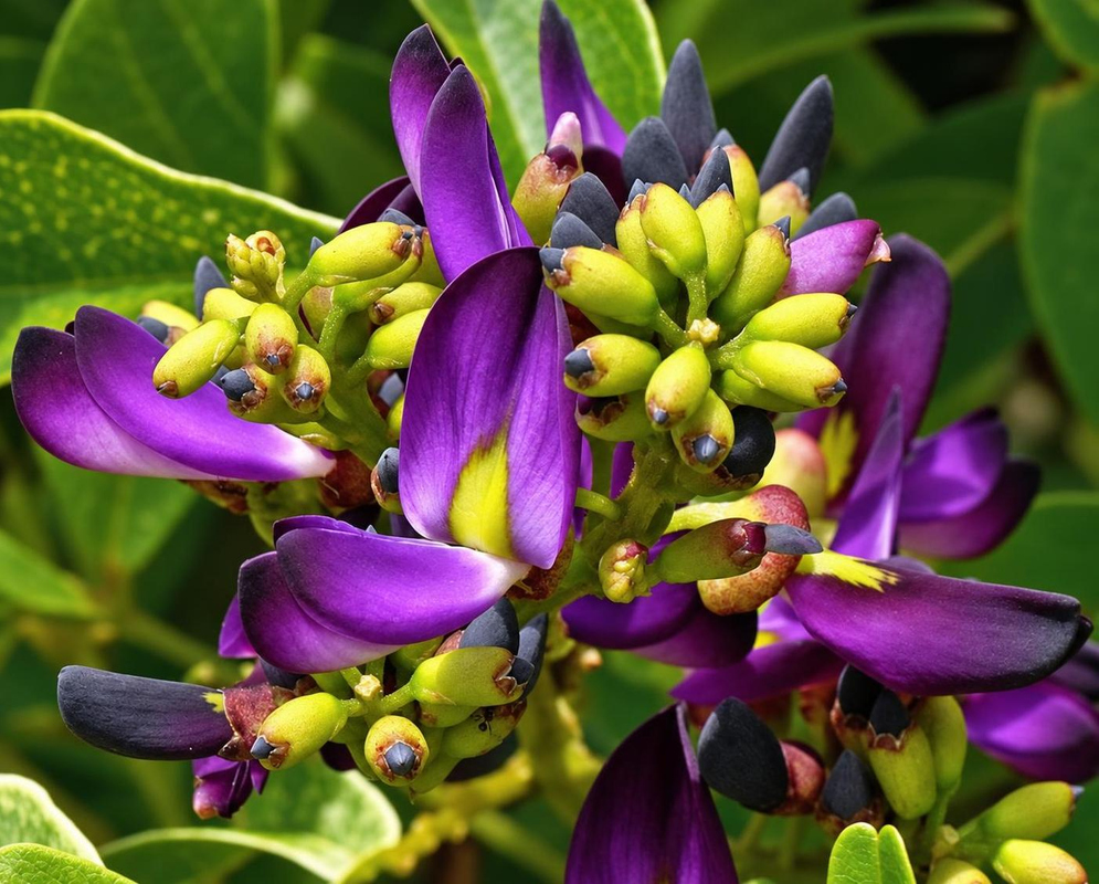 Purple Millettia reticulata pea-shaped flowers with yellow centres open among pale green buds