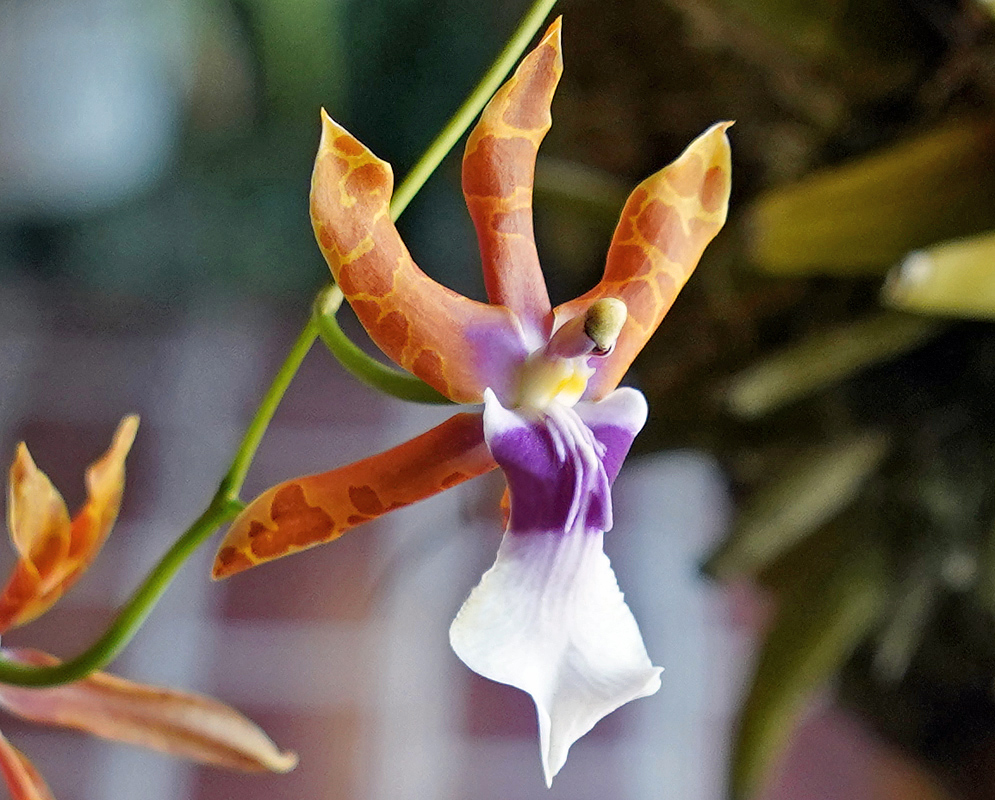 Miltonia clowesii flower colored white, purple, orange and yellow