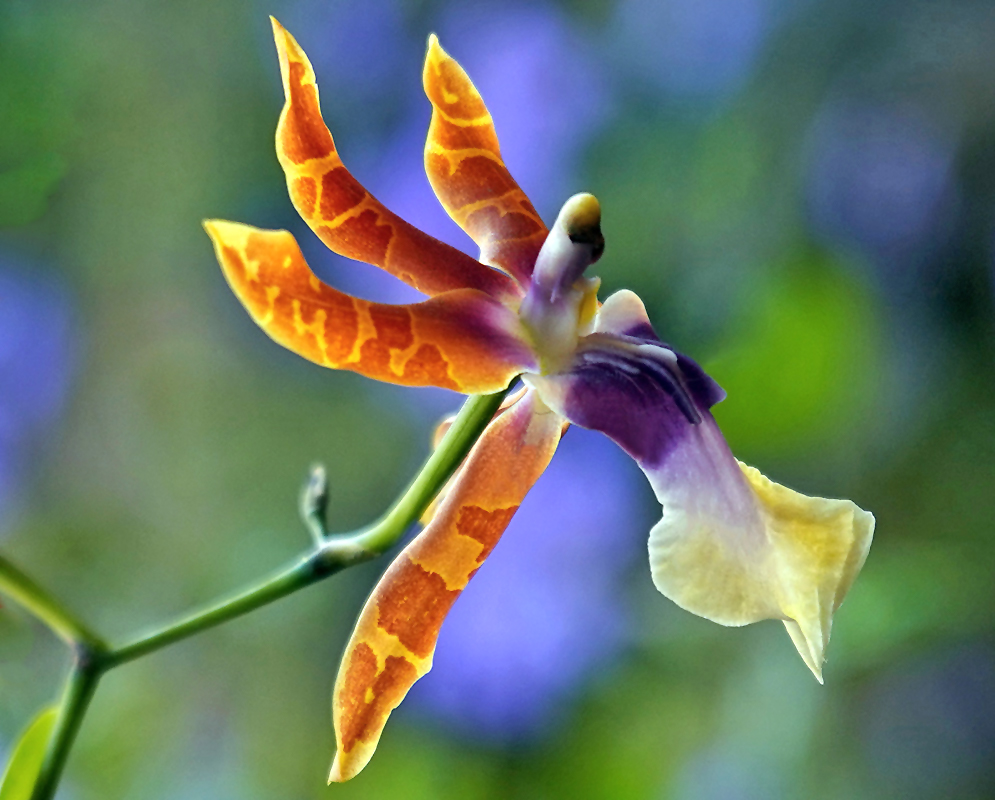 Miltonia clowesii flower  with orange and yellow petals
