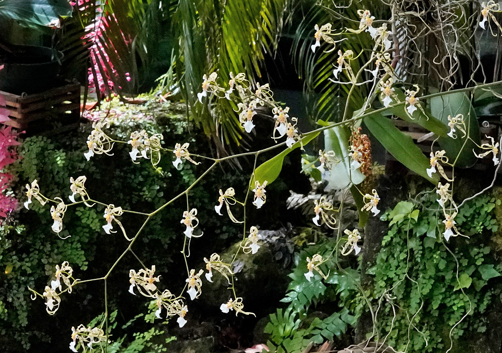 Many small cream-white Miltonia phymatochila flowers spread along long branching stems