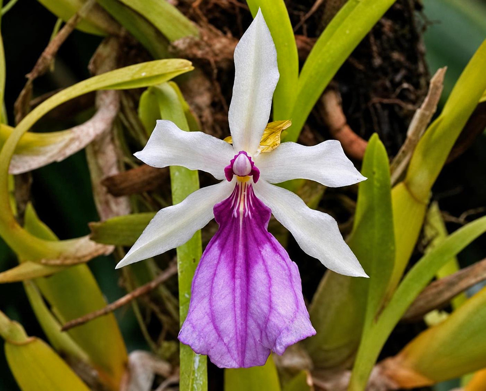 White Miltonia spectabilis bicolor sepals and petals surround a broad purple lip with darker veins