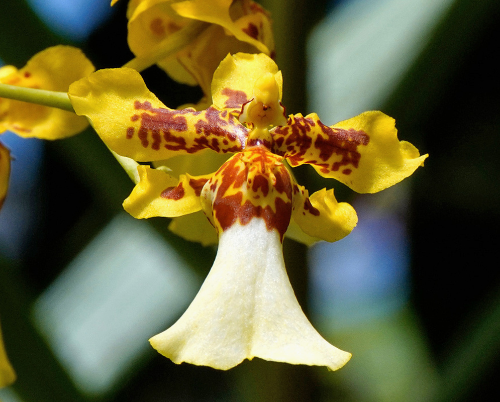 A Miltonidium Pacific Paragon Honey Butter flower has yellow brown-spotted segments above a broad cream lip