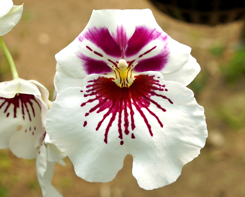 Miltoniopsis hybrid white flower with a red and purple center and a yellow lip