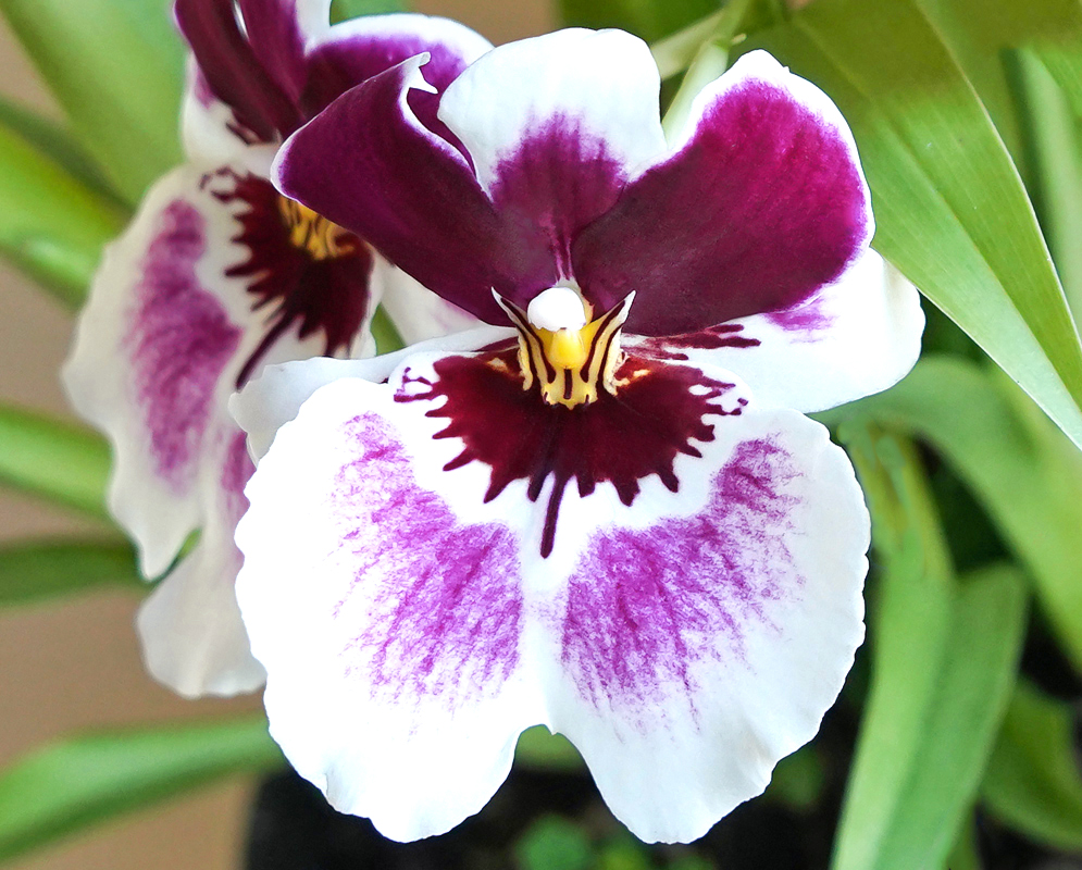 Miltoniopsis hybrid flower colored white, red, purple and yellow