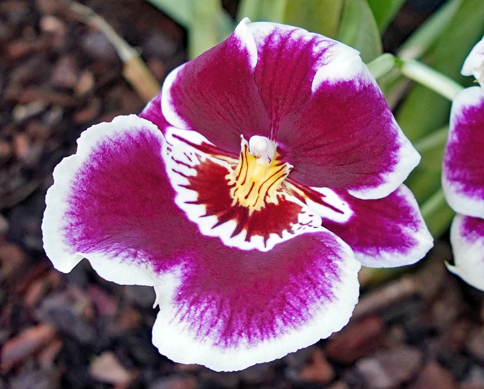Miltoniopsis hybrid red flower with purple and white with a yellow lip