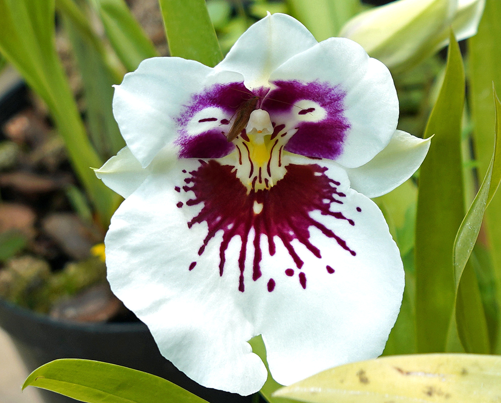 Miltoniopsis hybrid white flower with a dark purple and red center with yellow on the lip