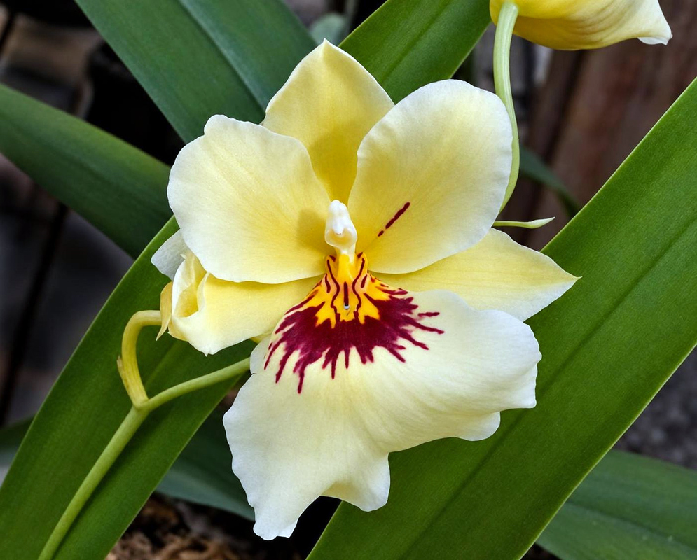A pale yellow Miltoniopsis hybrid flower has a broad cream lip marked with a deep red central flare