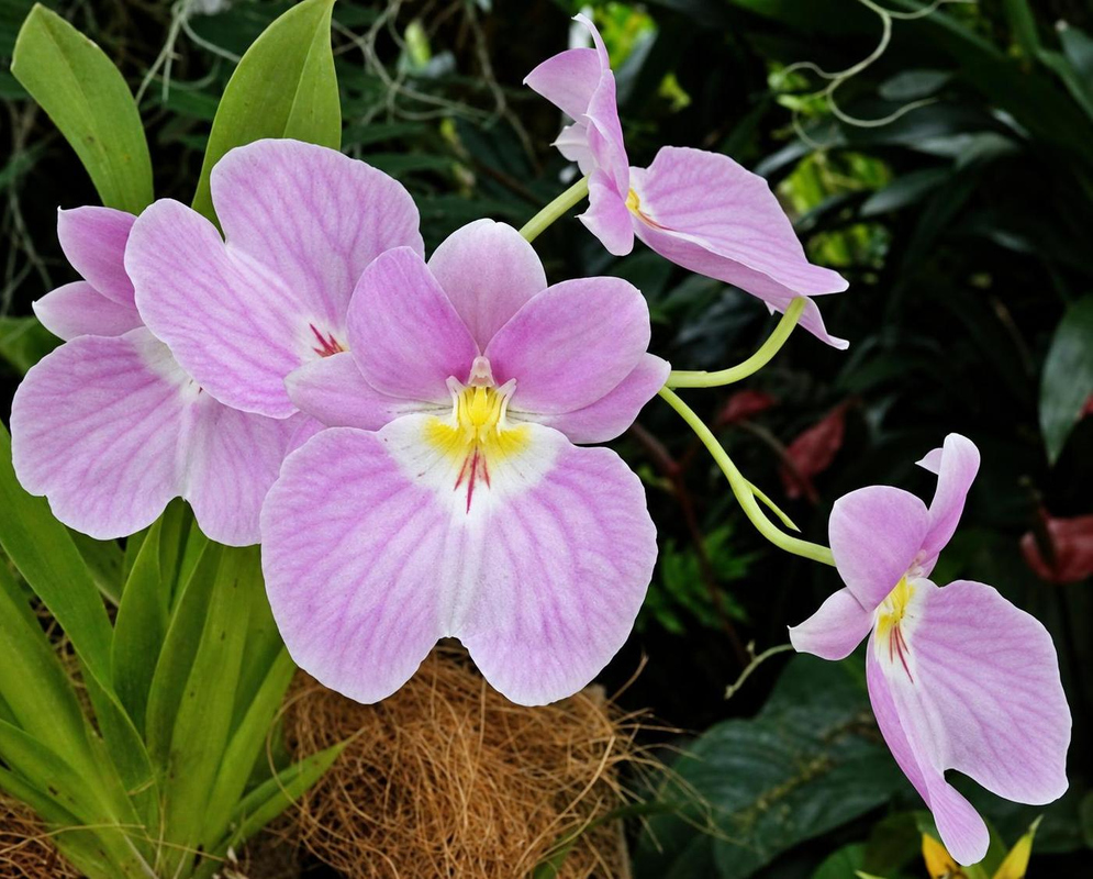 Broad pale pink Miltoniopsis vexillaria flowers have fine darker veins and white centres with yellow markings