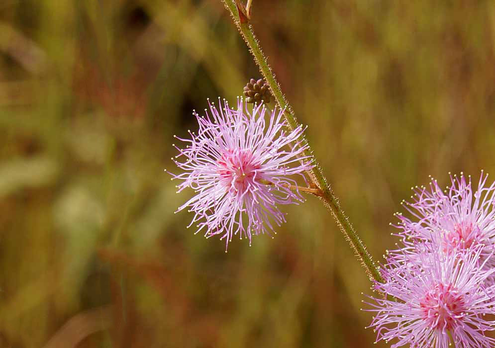 A pink Mimosa pudicas flower head with yellow anthers