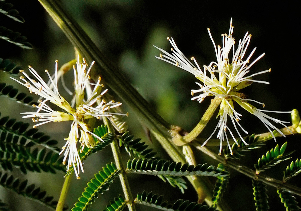Cream-white Mimosa quitensis stamens radiate from yellow-green flower heads above finely divided green foliage
