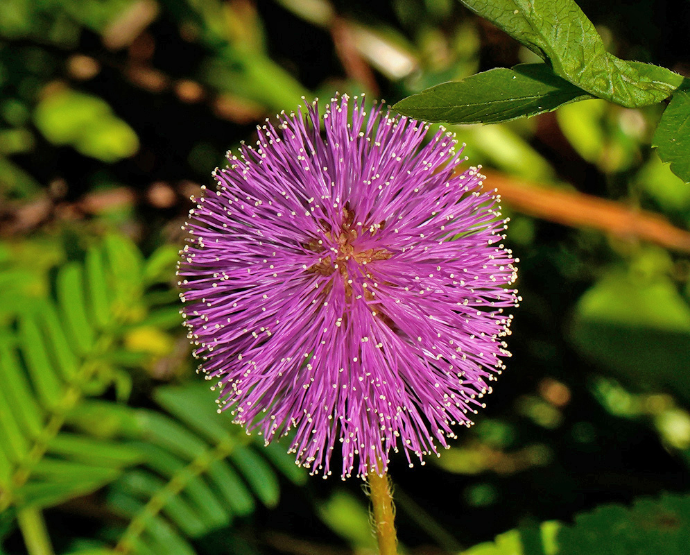 A rounded purple-pink Mimosa strigillosa flower head carries many radiating stamens with pale tips