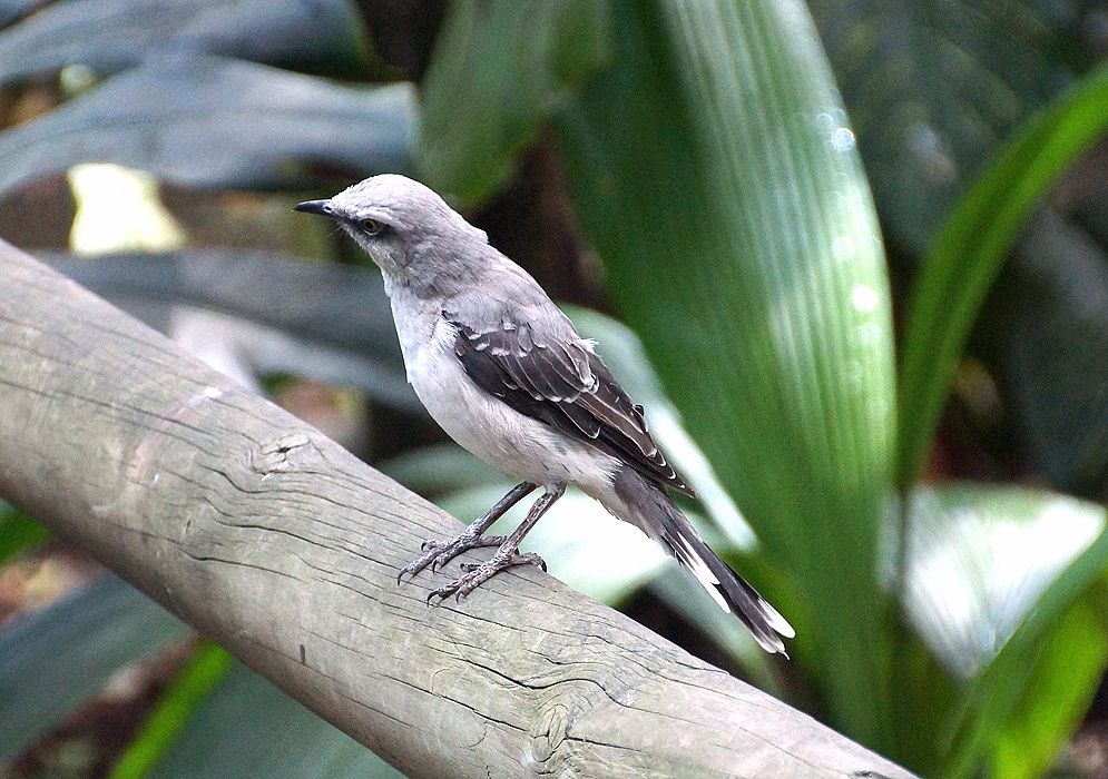 Silver-and-black-feathered Mimus gilvus standing on a tree branch