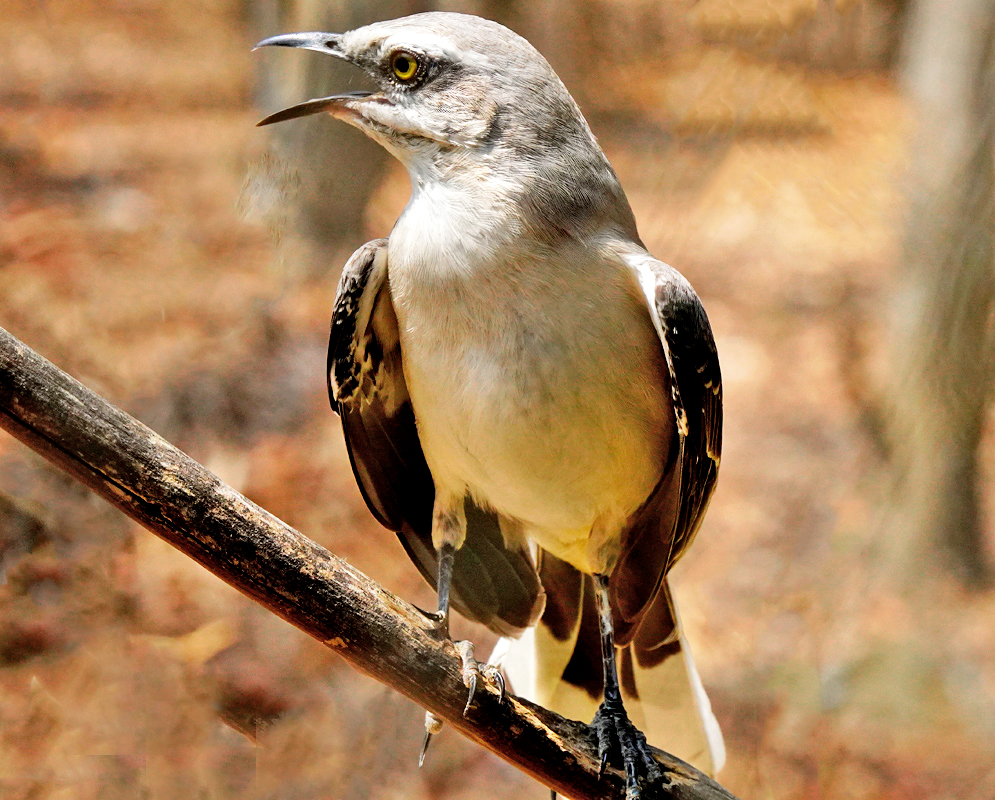 Grey-white Mimus gilvus with beak open