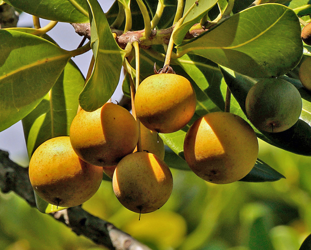 Yellow-orange Mimusops coriacea fruits hang in a cluster beside rounded green leaves and an unripe green fruit