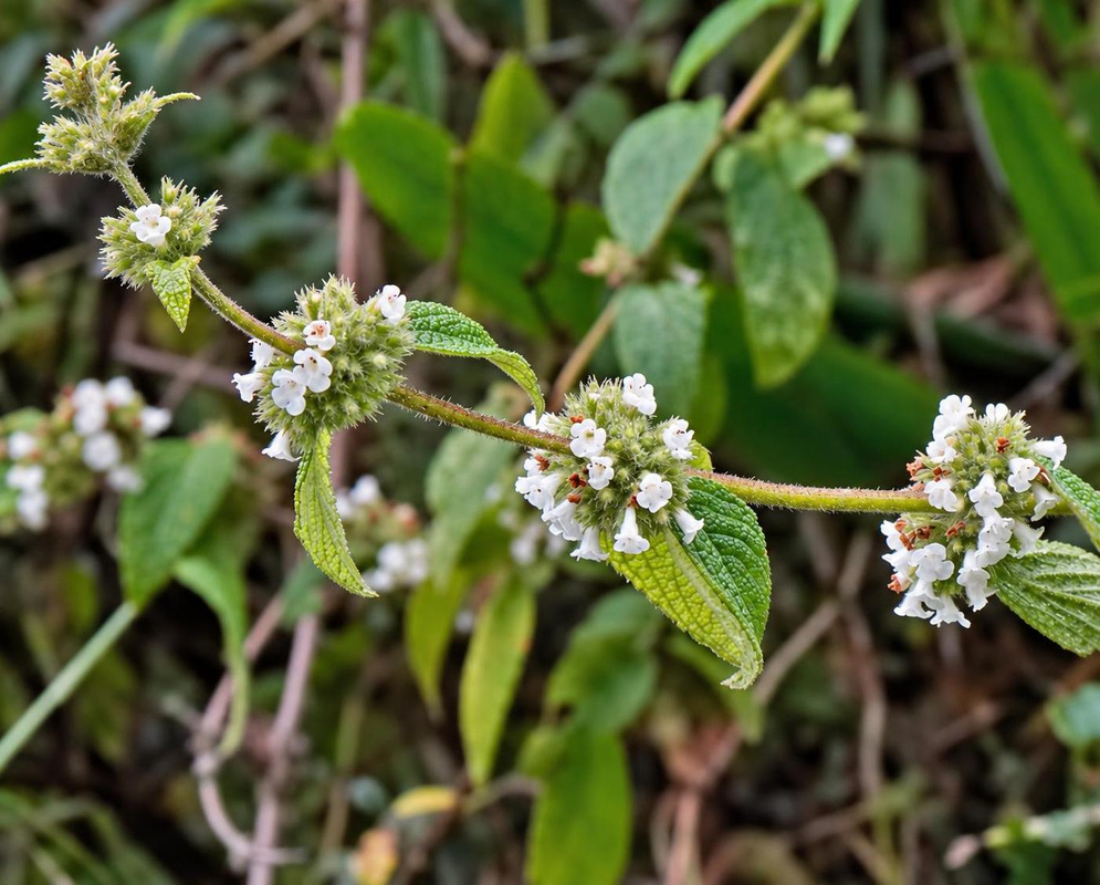 Tiny white Minthostachys mollis flowers cluster along branching stems beside textured green leaves