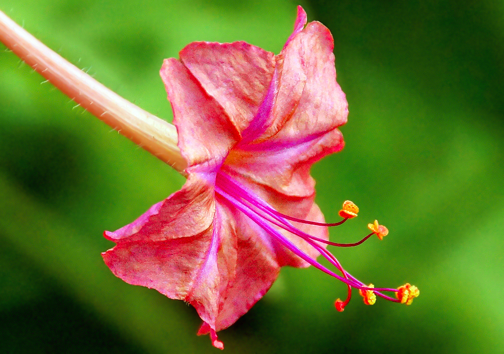 A red Mirabilis jalapa flower with pink filaments and yellow anthers