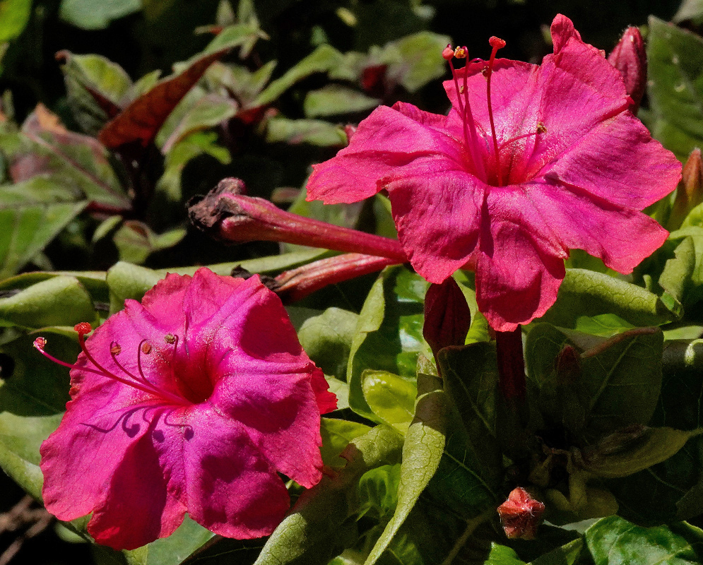 Two red Mirabilis jalapa flowers with flared trumpet-shaped corollas and long stamens emerging from dense green foliage in full sun