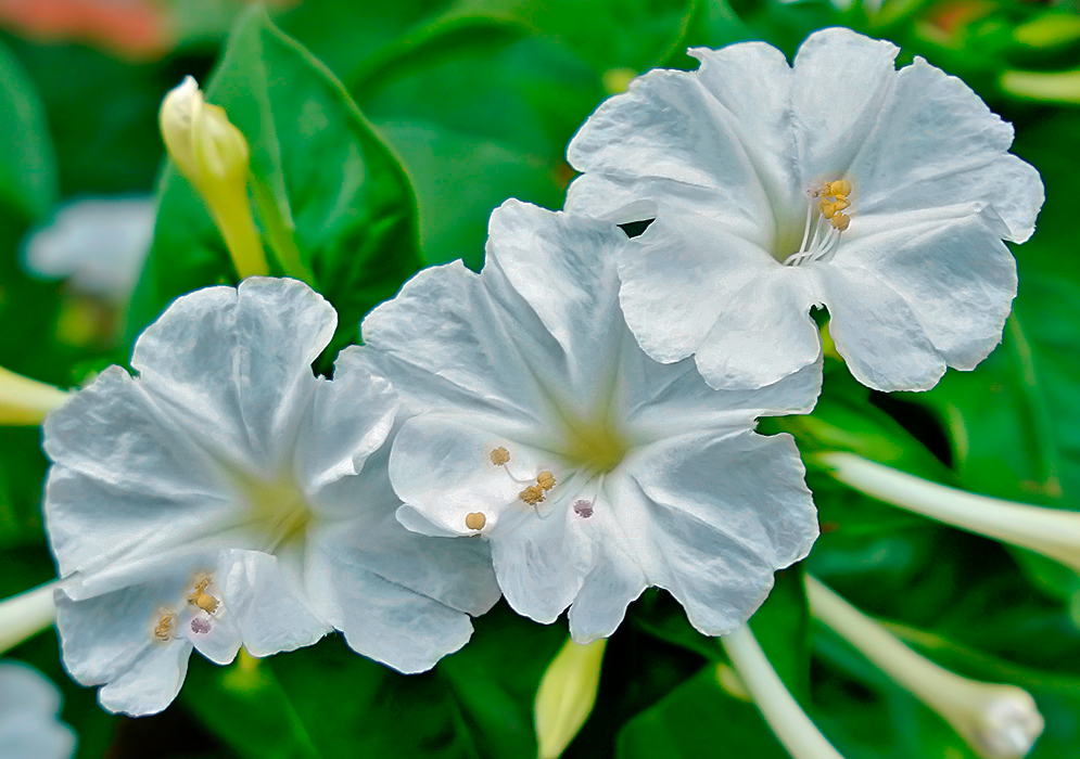 Three white Mirabilis jalapa flowers with yellow anthers
