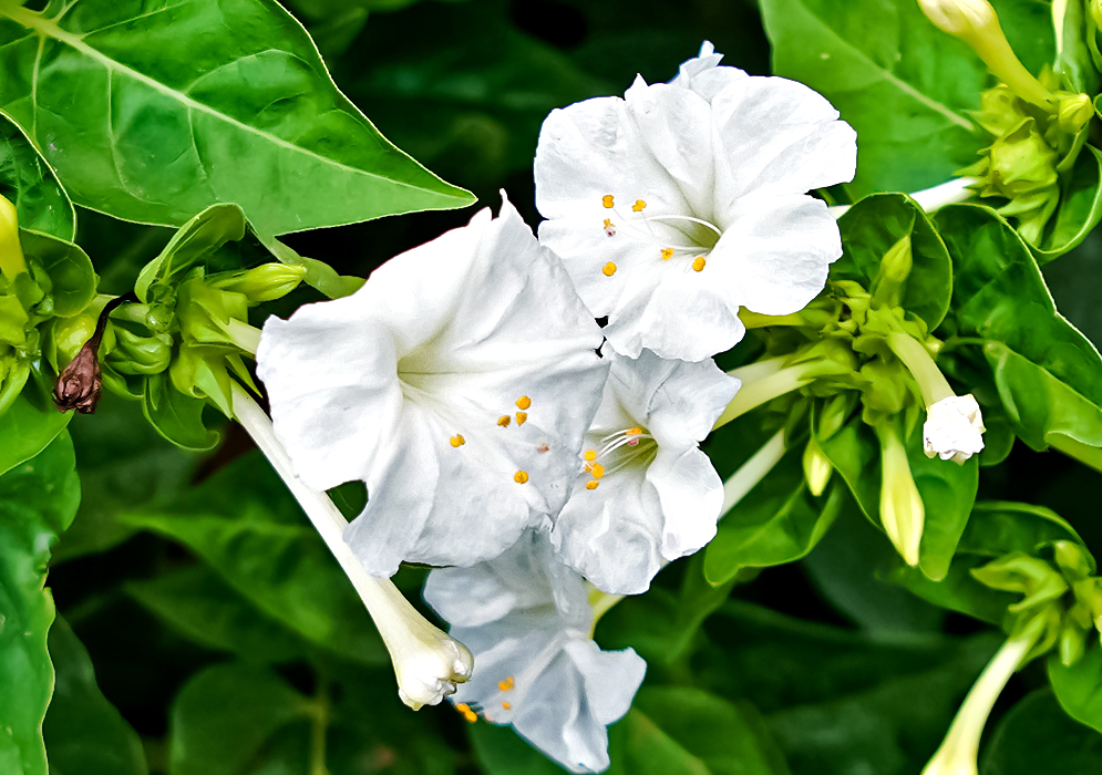 White Mirabilis jalapa flowers with yellow anthers