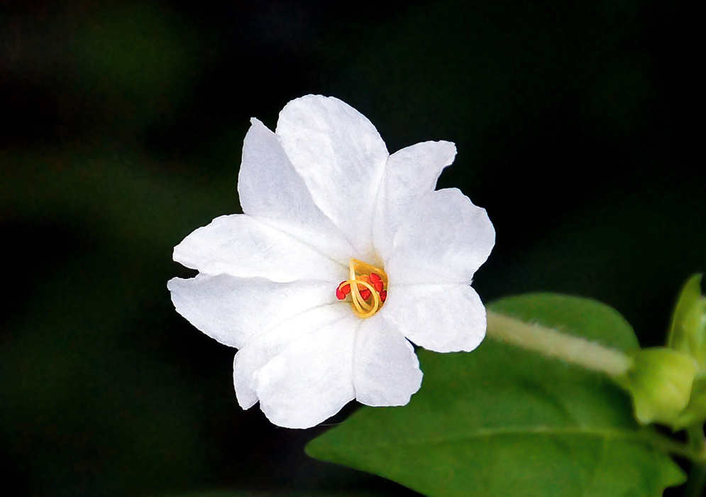 A white Mirabilis jalapa flower with yellow filaments and red anthers