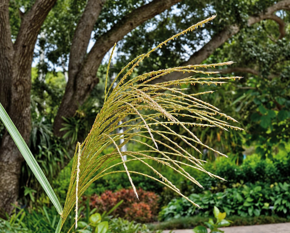 A loose golden Miscanthus sinensis Variegatus flower panicle arches above long green and white-striped leaves