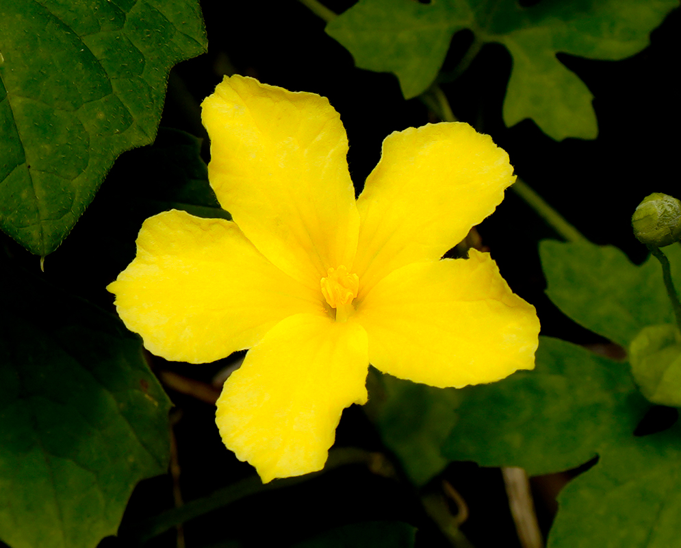 A yellow Momordica charantia flower