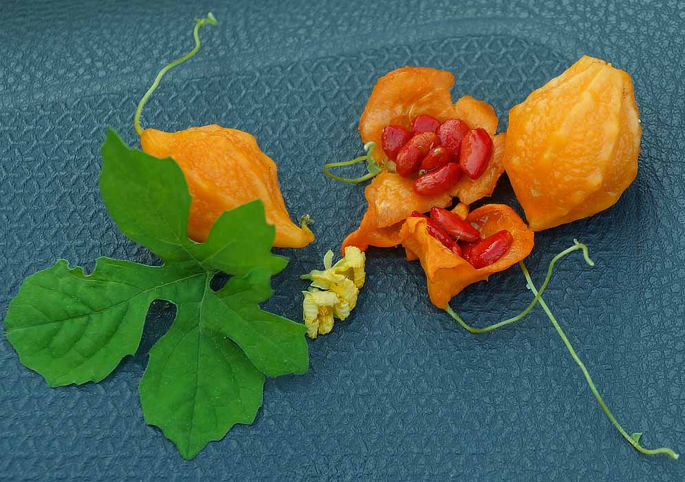 A display of orange fruit, yellow flowers, red seed pulp and green leaves of a Momordica charantia 