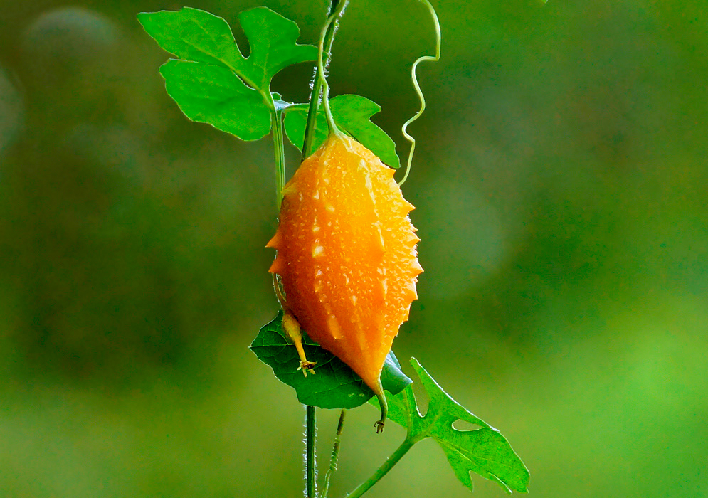 An orange Momordica charantia fruit hanging on a vine