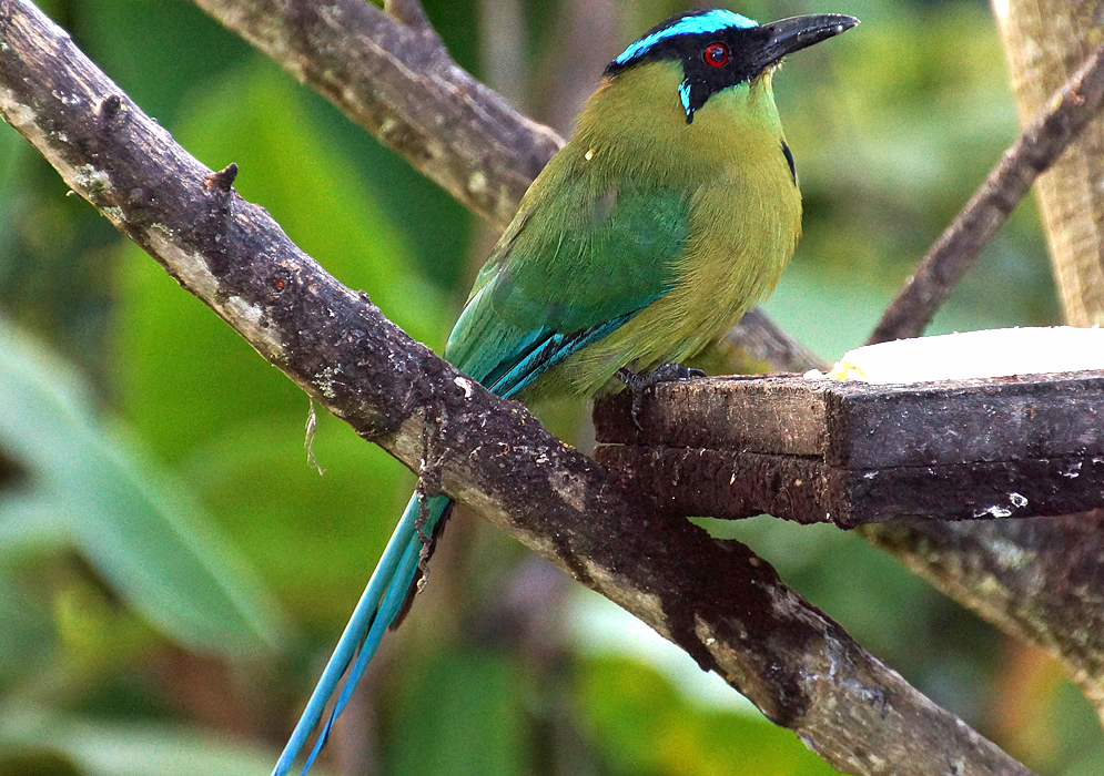 Yellow-chested Momotus aequatorialis with a black-feathered-back and fluorescent-blue-and-black head and tail (upclose)