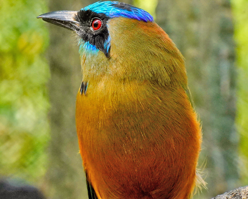 Momotus aequatorialis rust-colored yellow breast