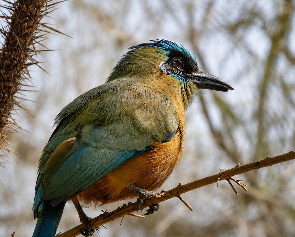 A Momotus subrufescens in a close portrait showing its facial markings and plumage