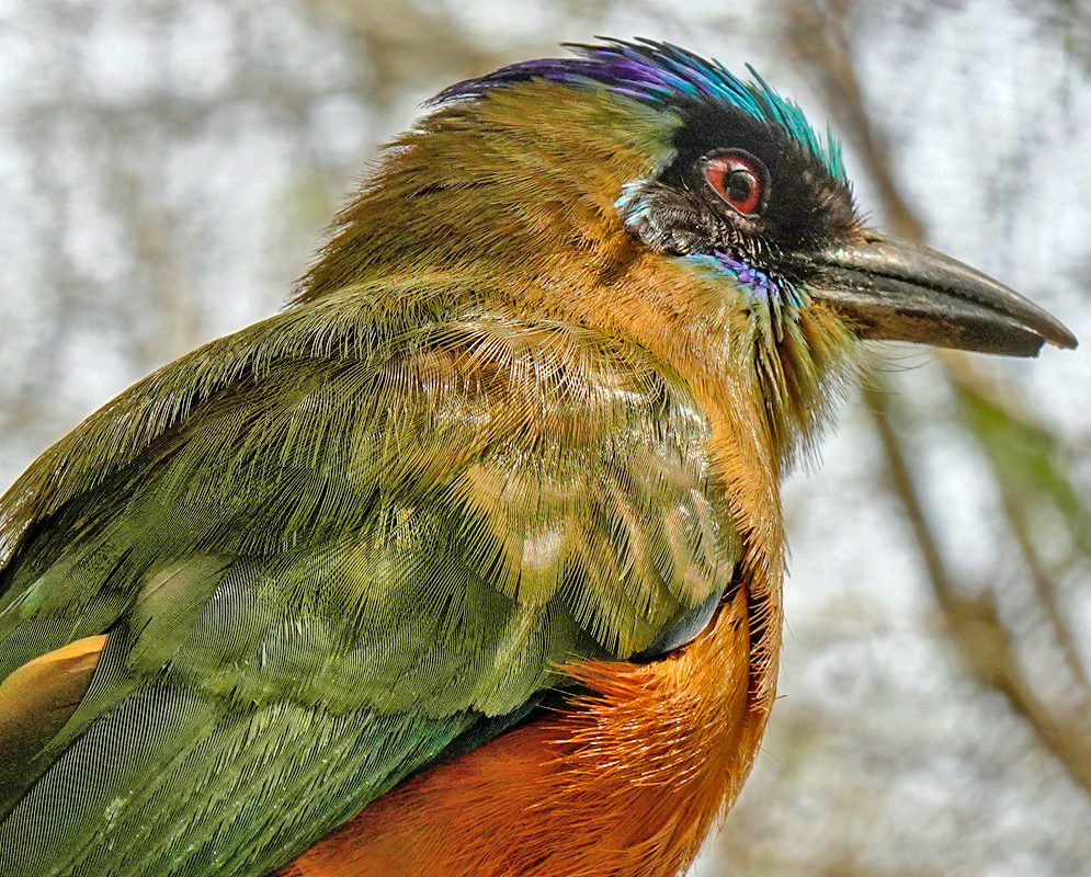 Momotus subrufescens A close-up of a Momotus subrufescens with red eye, black facial mask, emerald-green back, and bright blue crown feathers blending into olive and orange plumage