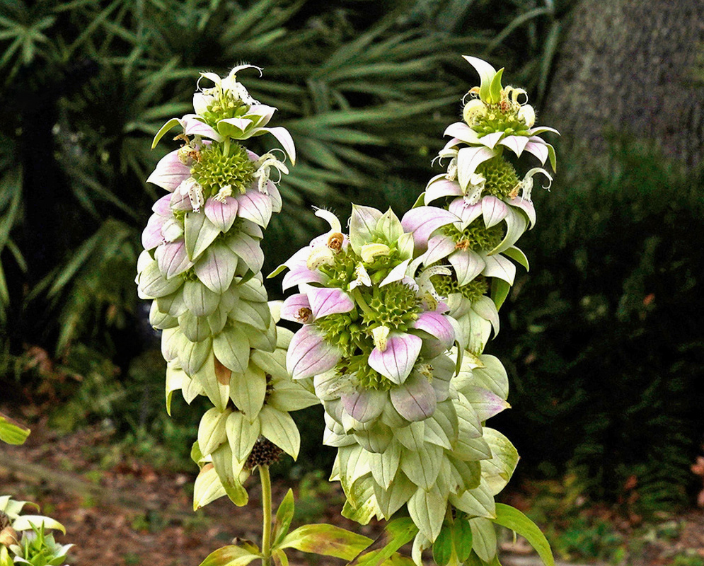 Stacked Monarda punctata flower heads have pale pink and green bracts around small cream flowers