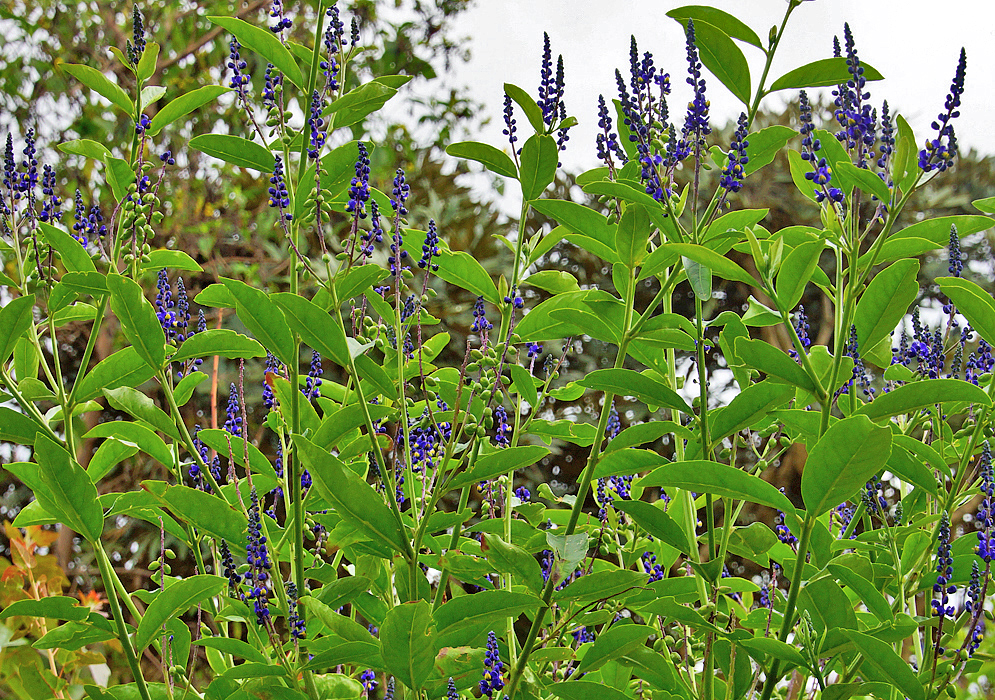 Monnina aestuans blue inflorescences