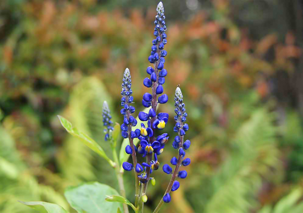 A Monnina aestuans spike with blue and yellow flowers