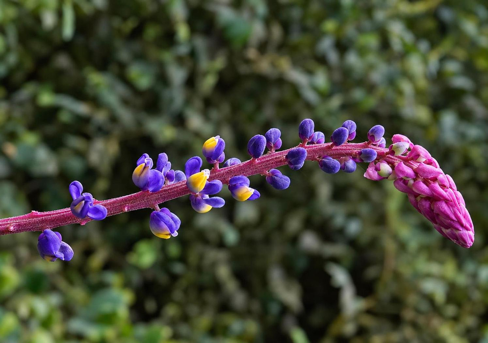 Small violet Monnina parasylvatica flowers with yellow tips line a reddish spike below tightly packed pink buds