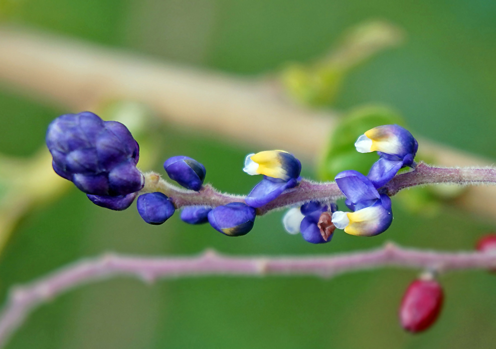 Dark blue Monnina polystachya flower buds and blue with yellow and white flowers