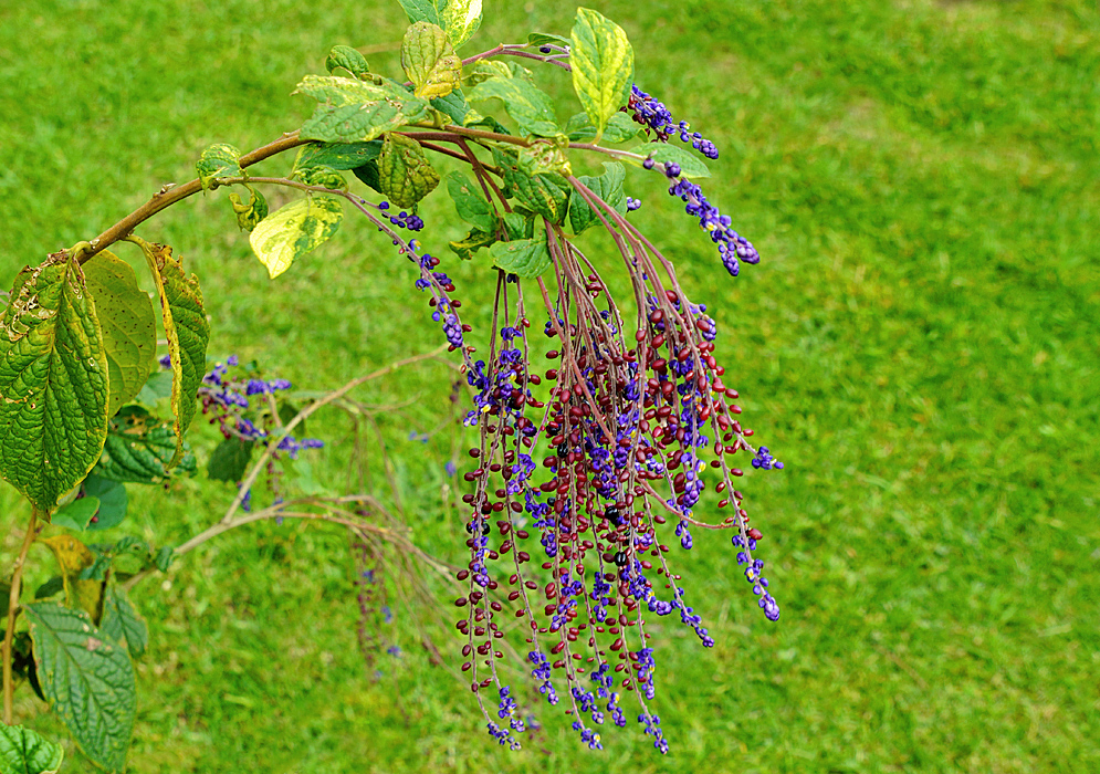 A hanging Monnina polystachya branch with red fruit and purple flowers