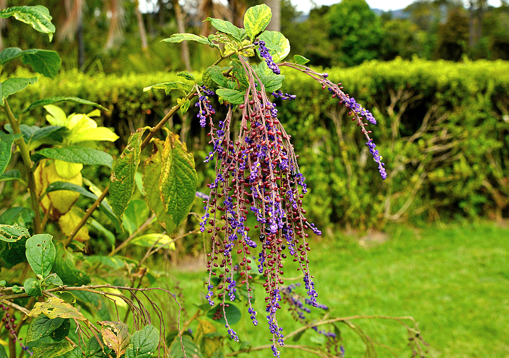 Monnina polystachya inflorescences with purple-blue flowers