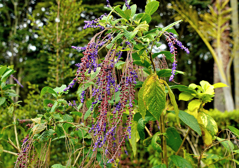 Monnina polystachya branch with red fruit and purple flowers