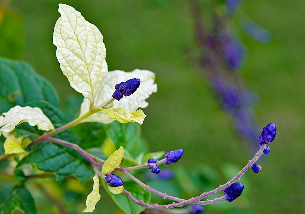 Yellow Monnina polystachya ;eaves and purple stems with dark blue flower buds on the tips