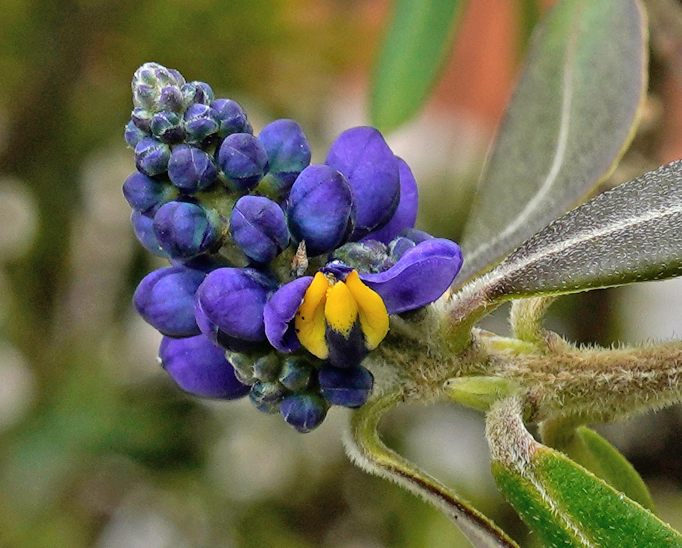Purple Monnina salicifolia flowers with bright yellow keels open beside rounded blue-purple buds